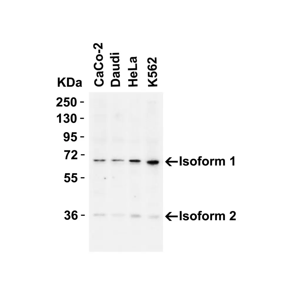 ProSci 2301 AIF Antibody, ProSci, 0.1 mg/Unit Primary Image