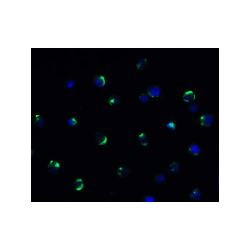 ProSci 9653_S AIFM2 (CT) Antibody, ProSci, 0.02 mg/Unit Quaternary Image