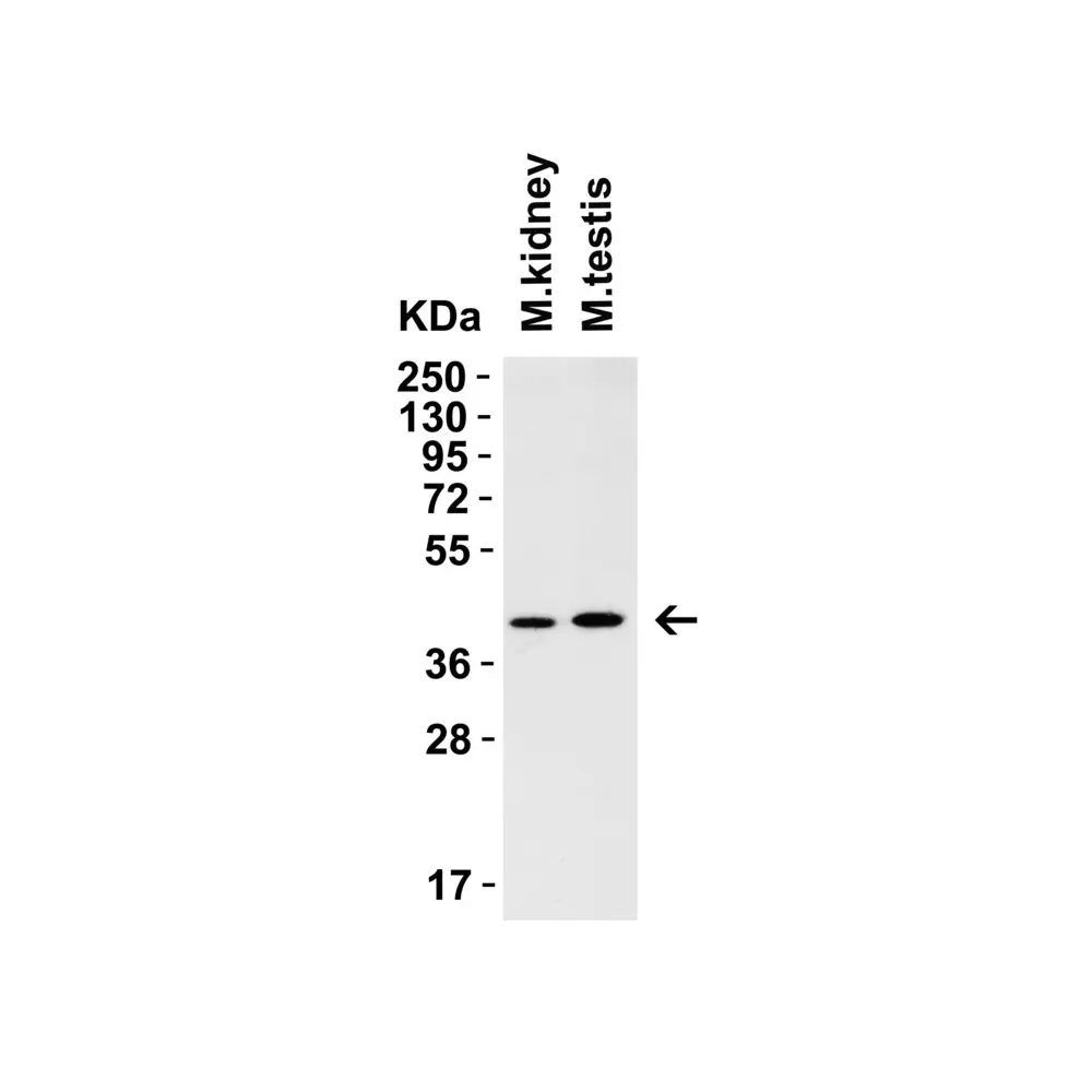 ProSci 9653_S AIFM2 (CT) Antibody, ProSci, 0.02 mg/Unit Secondary Image