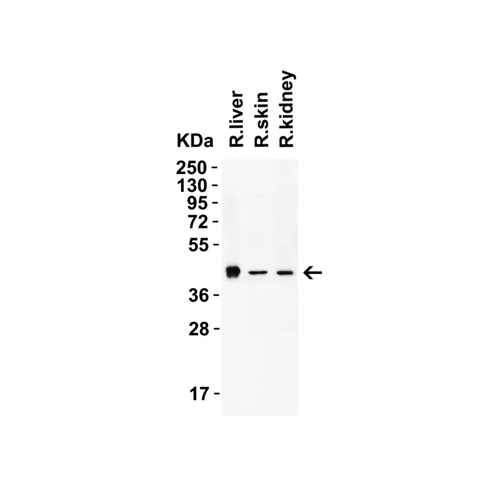 ProSci 9653_S AIFM2 (CT) Antibody, ProSci, 0.02 mg/Unit Tertiary Image