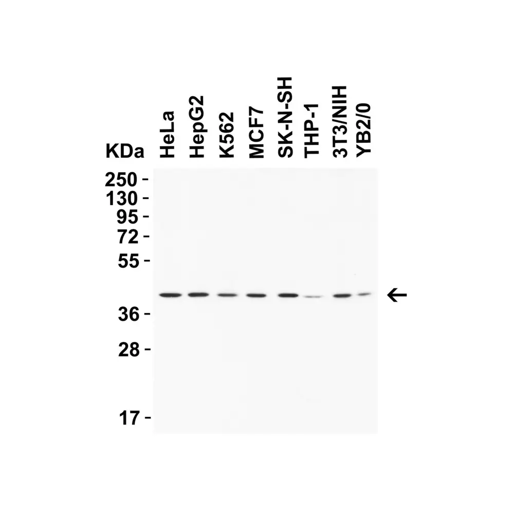 ProSci 9653 AIFM2 (CT) Antibody, ProSci, 0.1 mg/Unit Primary Image