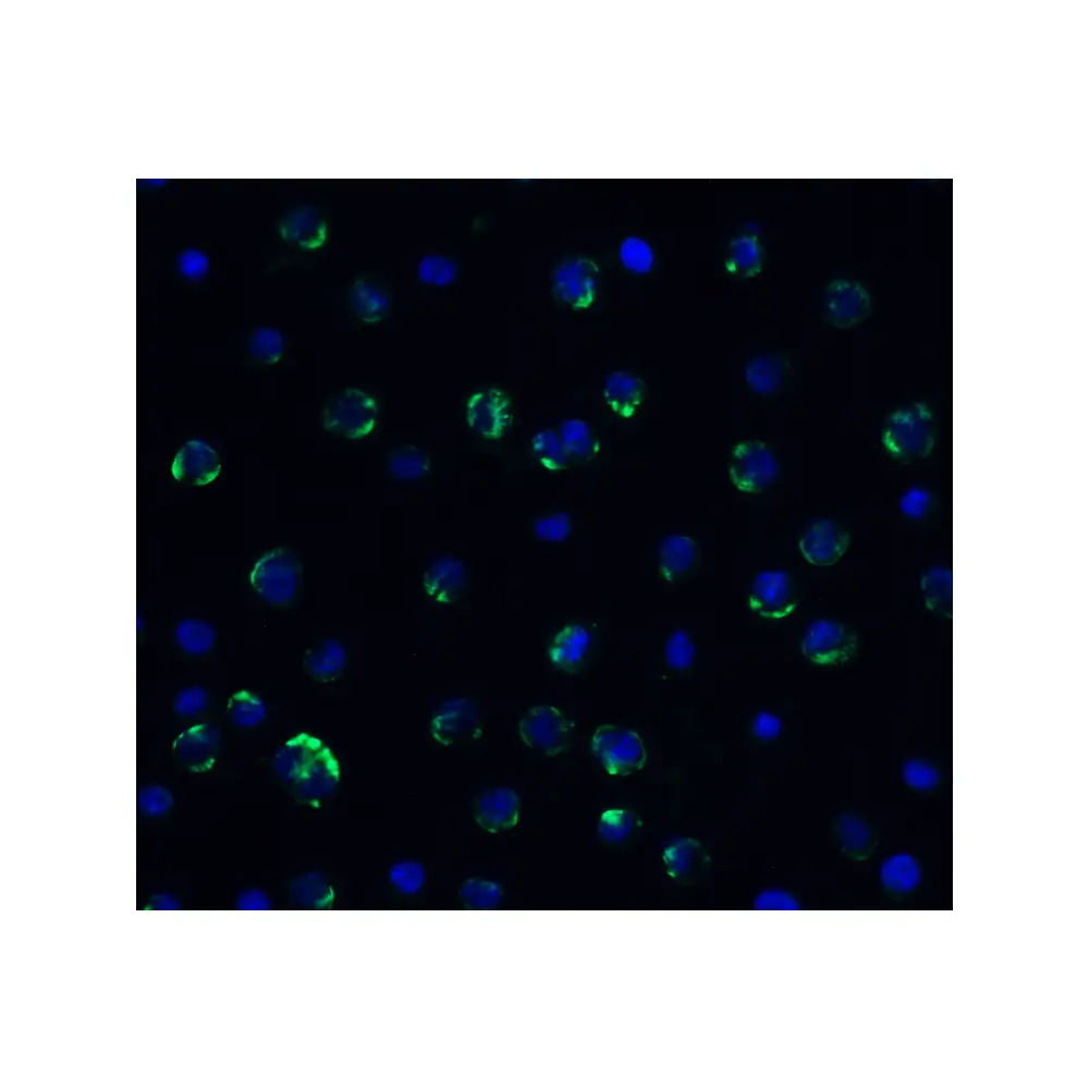 ProSci 9655 AIFM2 (IN) Antibody, ProSci, 0.1 mg/Unit Quaternary Image
