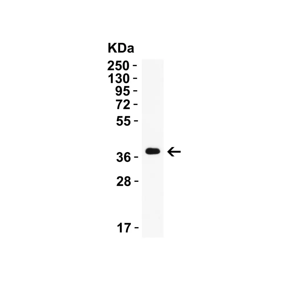ProSci 9655_S AIFM2 (IN) Antibody, ProSci, 0.02 mg/Unit Secondary Image