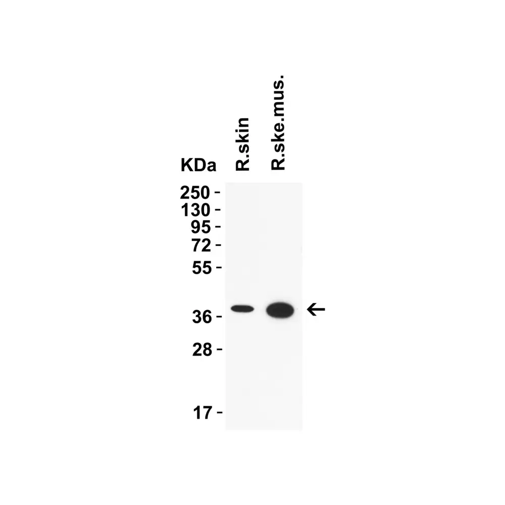 ProSci 9655_S AIFM2 (IN) Antibody, ProSci, 0.02 mg/Unit Tertiary Image