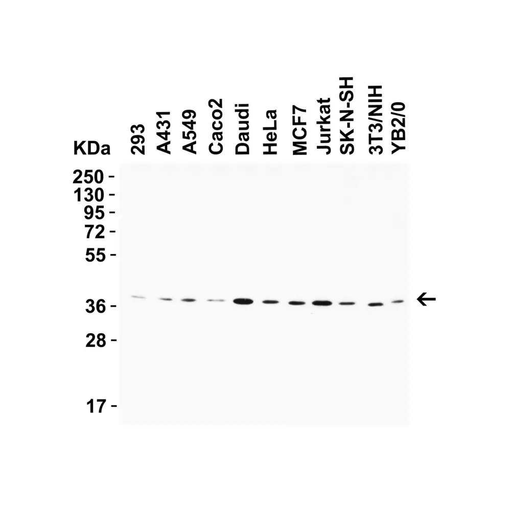 ProSci 9655 AIFM2 (IN) Antibody, ProSci, 0.1 mg/Unit Primary Image