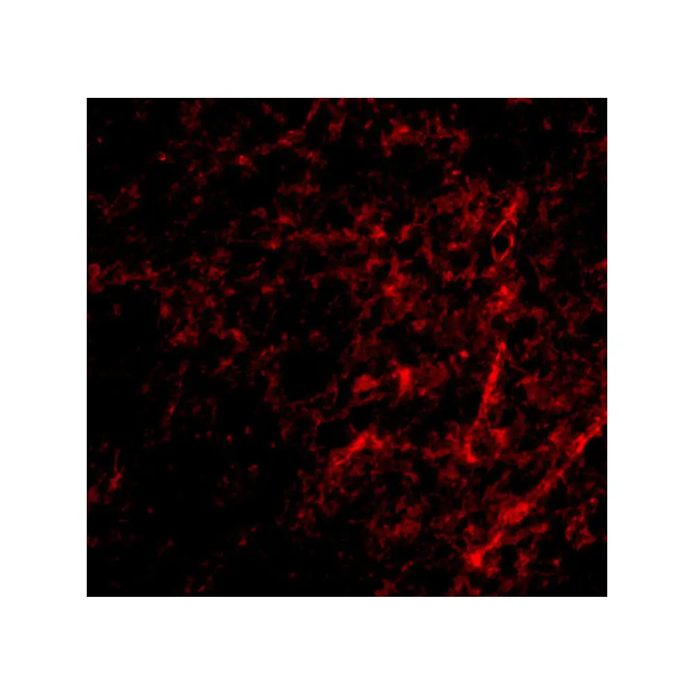 ProSci 4539_S AIFM3 Antibody, ProSci, 0.02 mg/Unit Tertiary Image