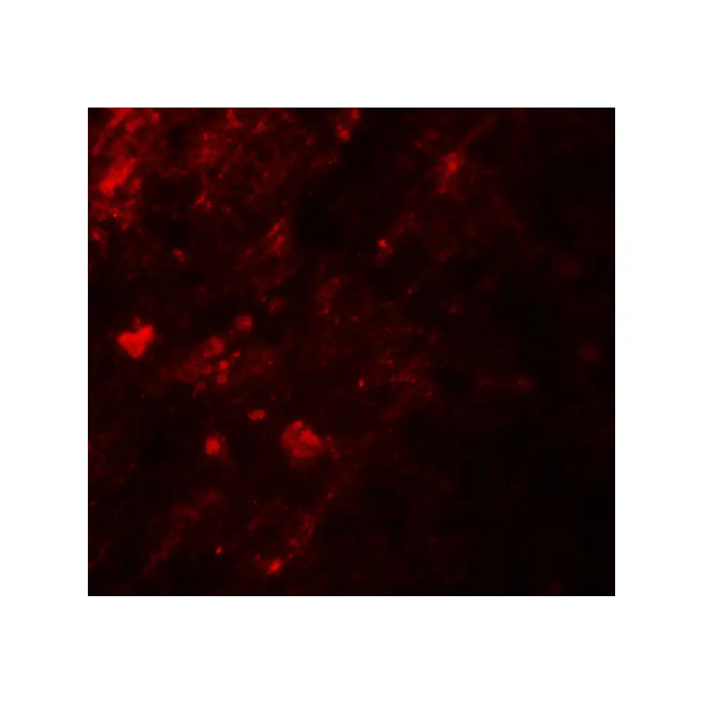 ProSci 6785_S AIG1 Antibody, ProSci, 0.02 mg/Unit Tertiary Image
