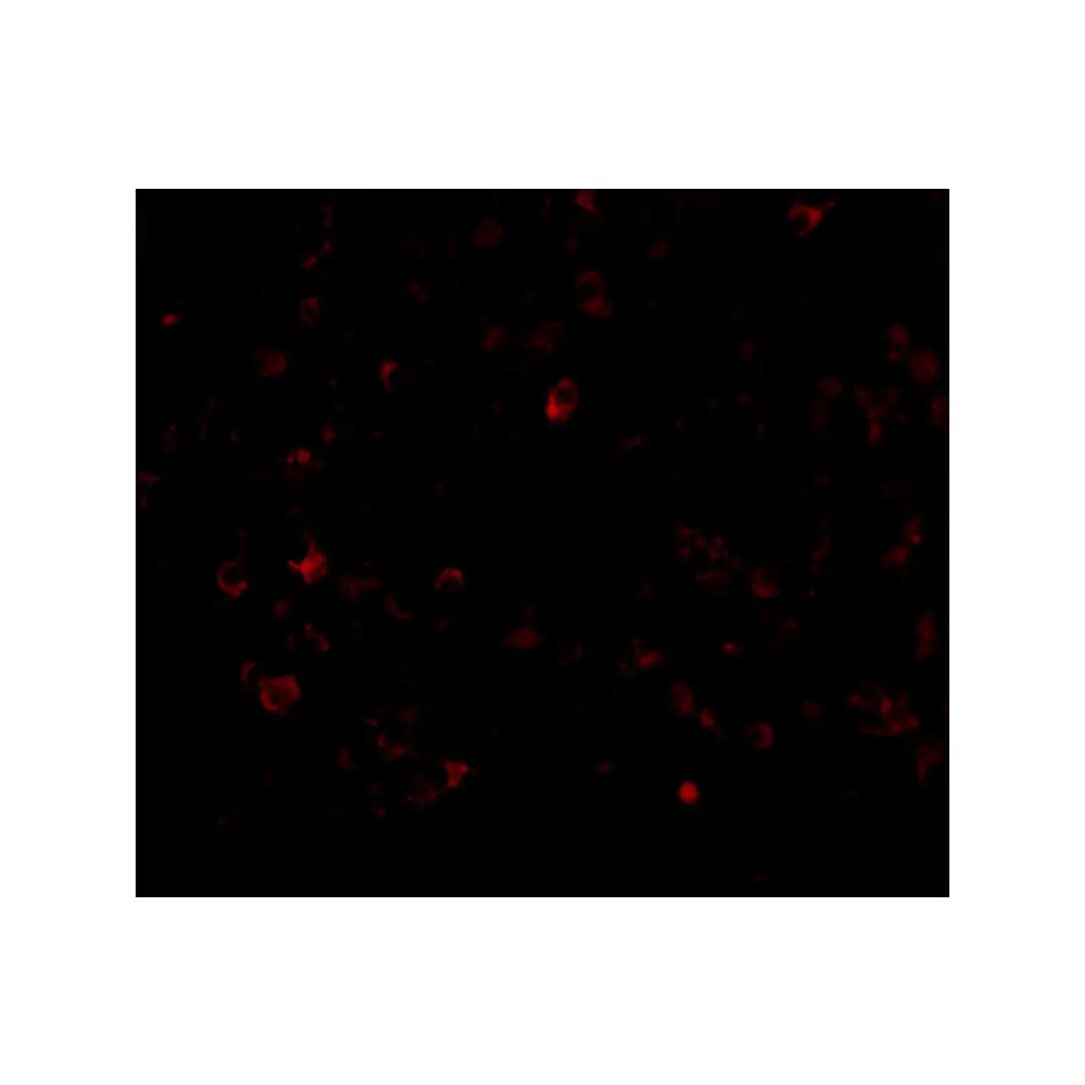ProSci 3807 AIM Antibody, ProSci, 0.1 mg/Unit Tertiary Image