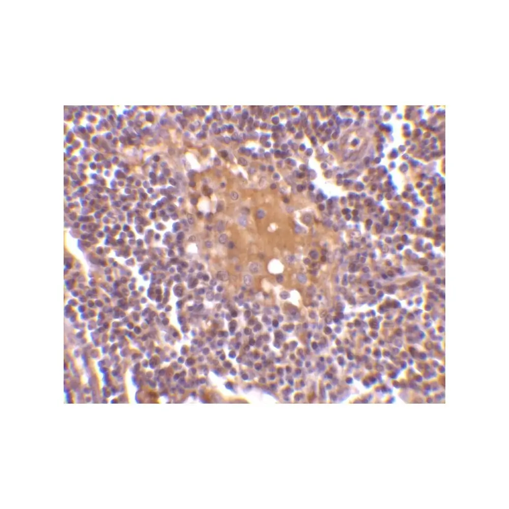 ProSci 3805 AIM Antibody, ProSci, 0.1 mg/Unit Secondary Image