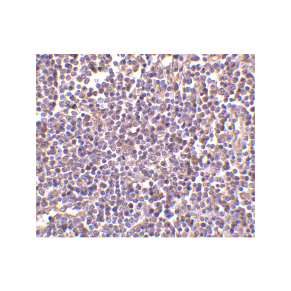 ProSci 3807 AIM Antibody, ProSci, 0.1 mg/Unit Secondary Image