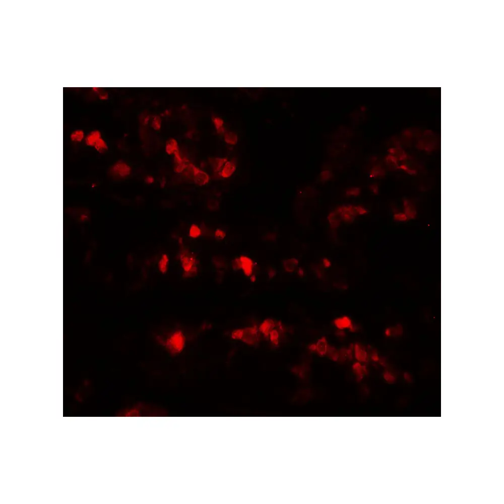 ProSci 7515 AIMP2 Antibody, ProSci, 0.1 mg/Unit Tertiary Image