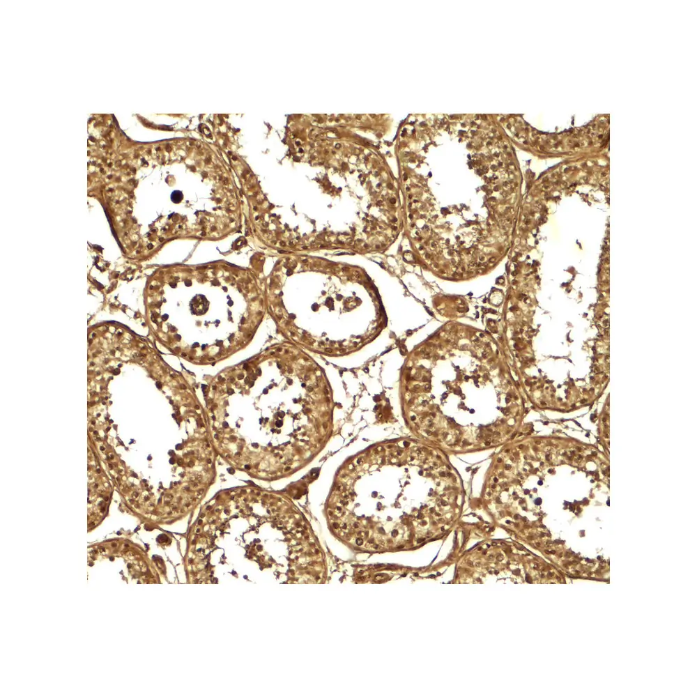 ProSci 7961 AKAP4 Antibody, ProSci, 0.1 mg/Unit Secondary Image