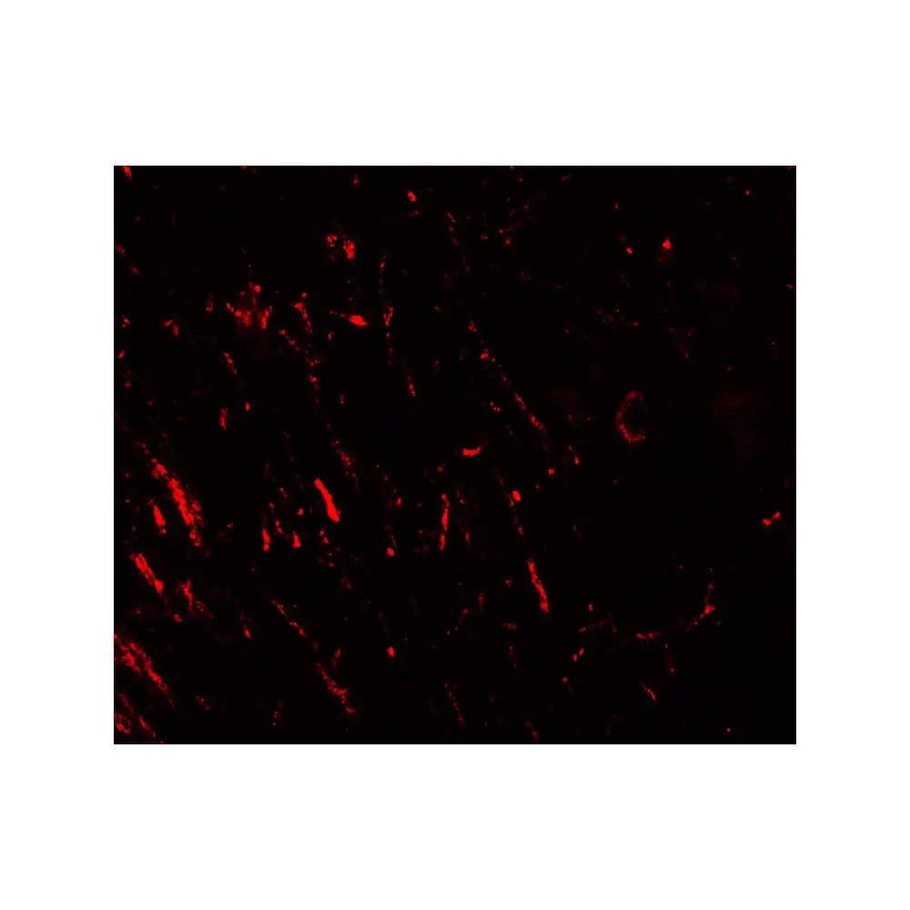 ProSci 7391_S AKT1S1 Antibody, ProSci, 0.02 mg/Unit Tertiary Image