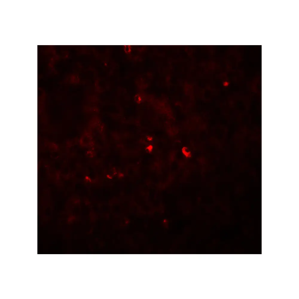 ProSci 6983_S ANG Antibody, ProSci, 0.02 mg/Unit Secondary Image