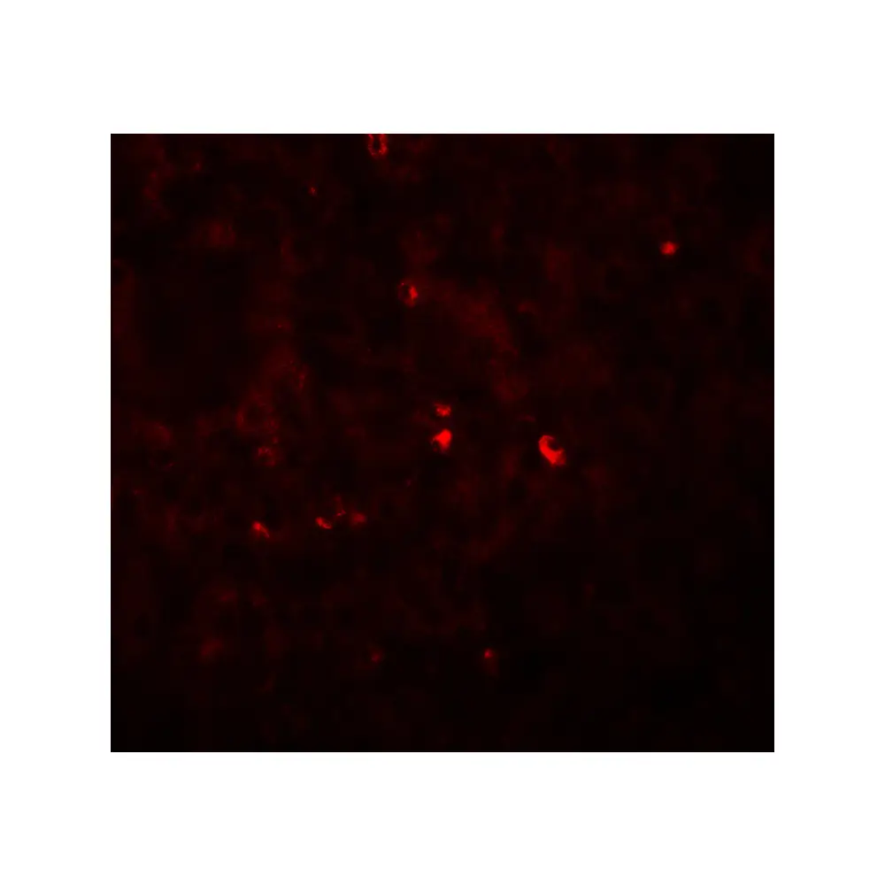 ProSci 6983 ANG Antibody, ProSci, 0.1 mg/Unit Secondary Image