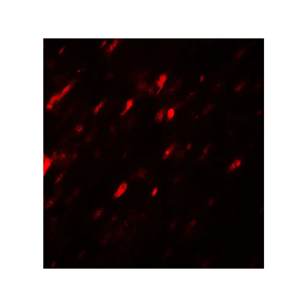 ProSci 7865 ANGPTL3 Antibody, ProSci, 0.1 mg/Unit Tertiary Image
