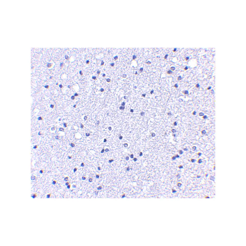 ProSci 5717_S APC1 Antibody, ProSci, 0.02 mg/Unit Secondary Image