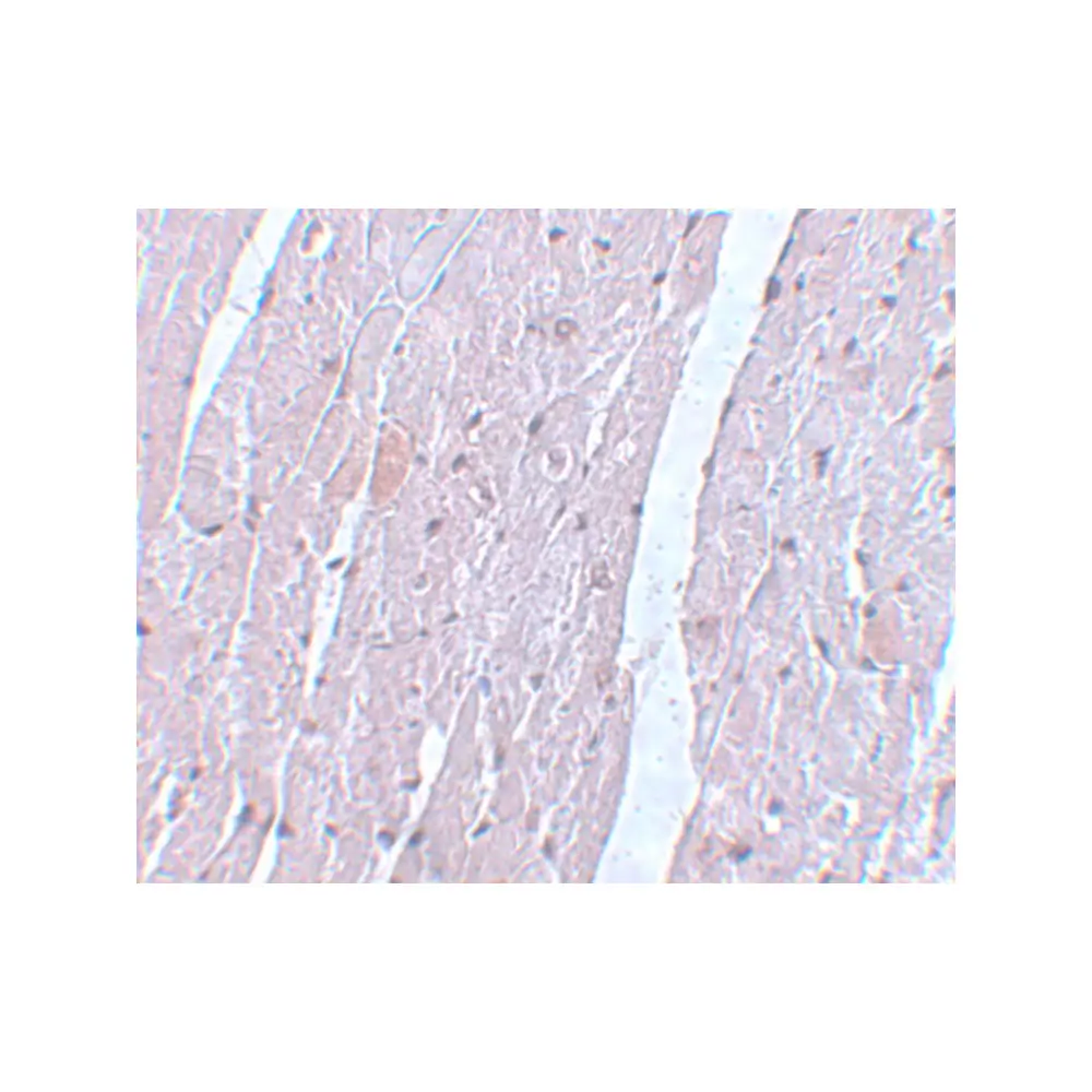 ProSci 5735 APC10 Antibody, ProSci, 0.1 mg/Unit Secondary Image