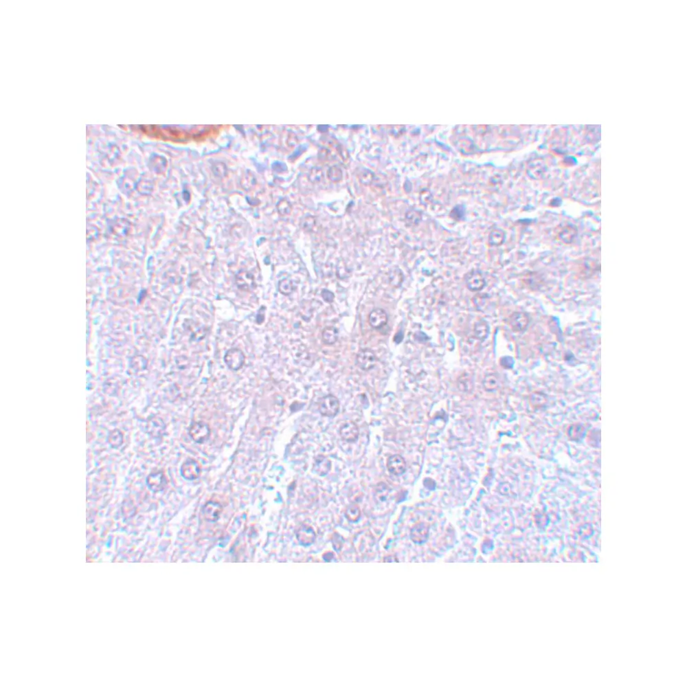 ProSci 5723_S APC3 Antibody, ProSci, 0.02 mg/Unit Secondary Image
