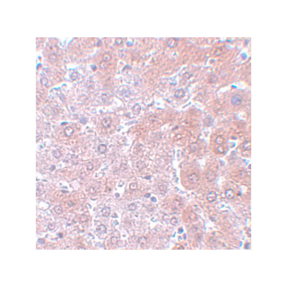 ProSci 5725 APC4 Antibody, ProSci, 0.1 mg/Unit Secondary Image