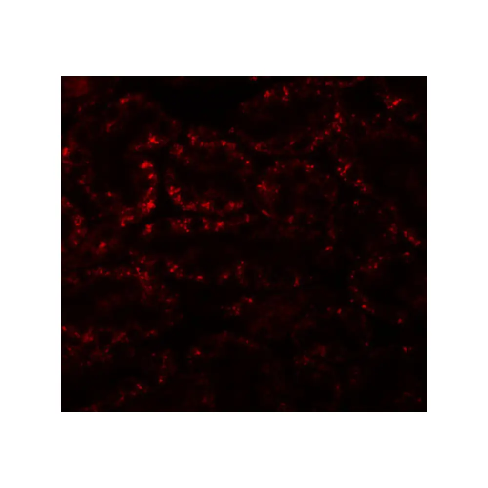 ProSci 5727_S APC5 Antibody, ProSci, 0.02 mg/Unit Tertiary Image
