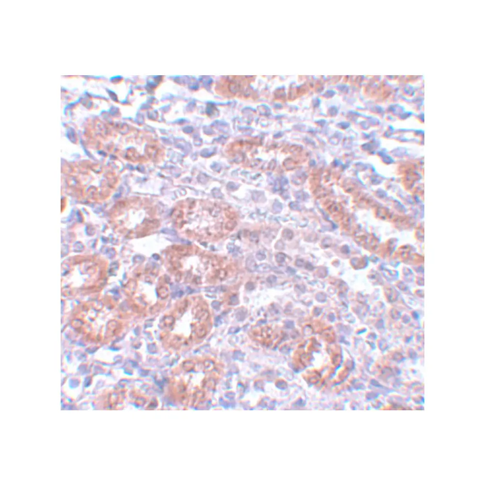 ProSci 5727_S APC5 Antibody, ProSci, 0.02 mg/Unit Secondary Image