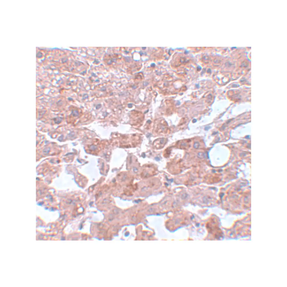 ProSci 5729 APC6 Antibody, ProSci, 0.1 mg/Unit Secondary Image