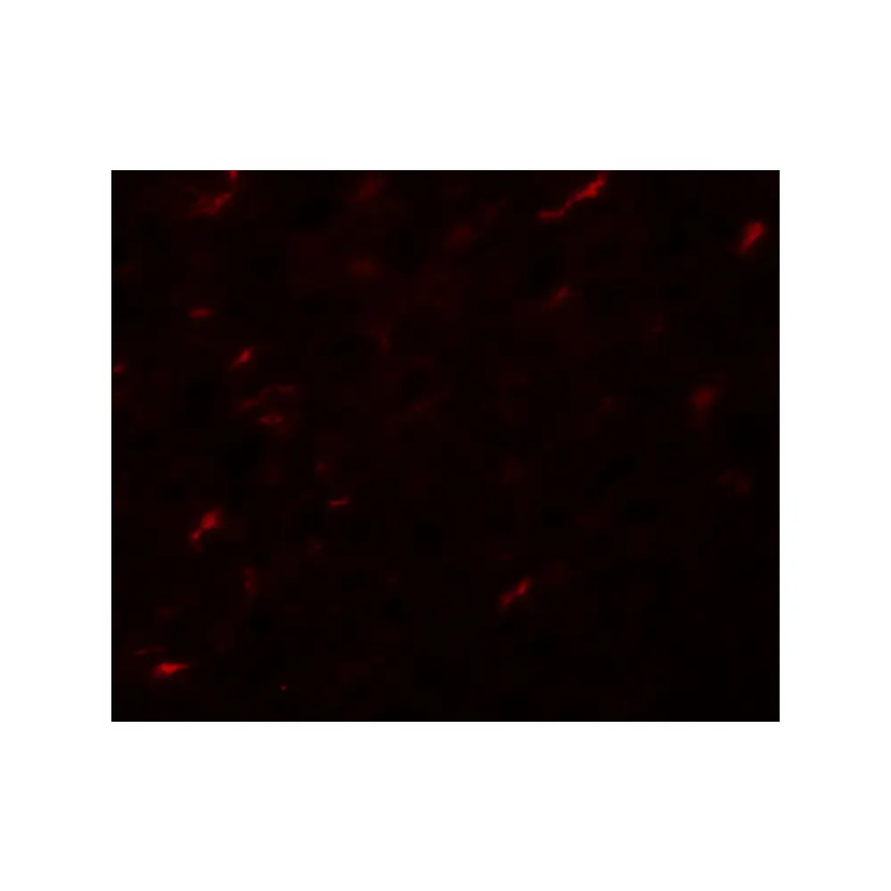 ProSci 5731 APC7 Antibody, ProSci, 0.1 mg/Unit Secondary Image