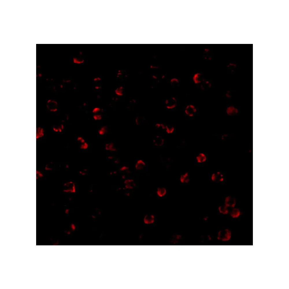 ProSci 3615 APG7 Antibody, ProSci, 0.1 mg/Unit Tertiary Image