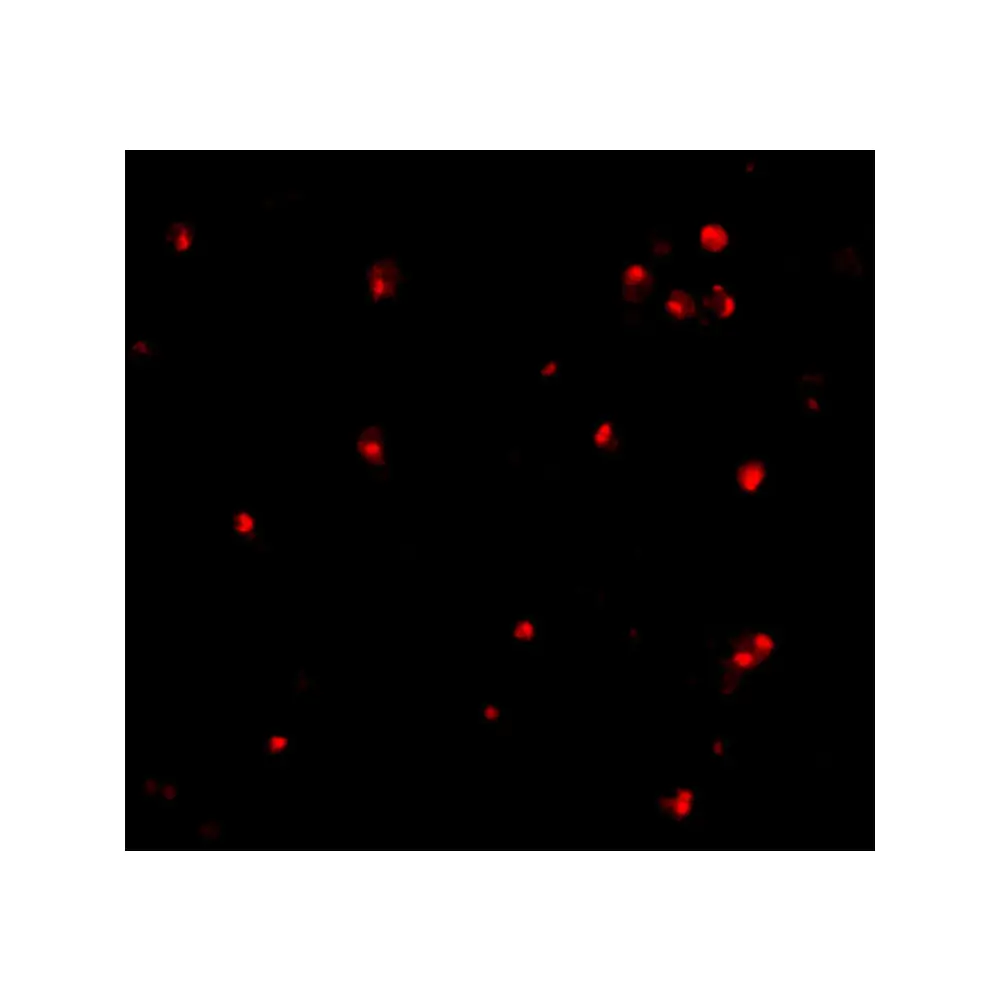 ProSci 3617_S APG7 Antibody, ProSci, 0.02 mg/Unit Tertiary Image
