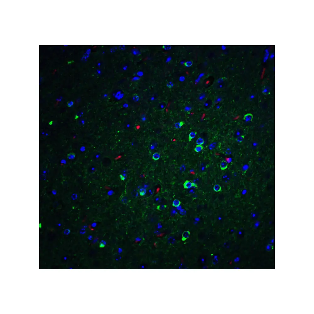 ProSci 7333 APO-E Antibody, ProSci, 0.1 mg/Unit Tertiary Image