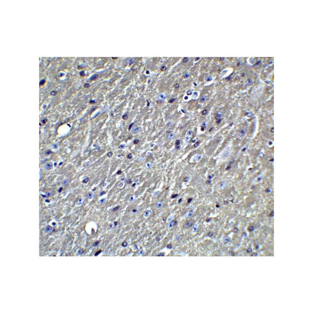ProSci 7333 APO-E Antibody, ProSci, 0.1 mg/Unit Quaternary Image