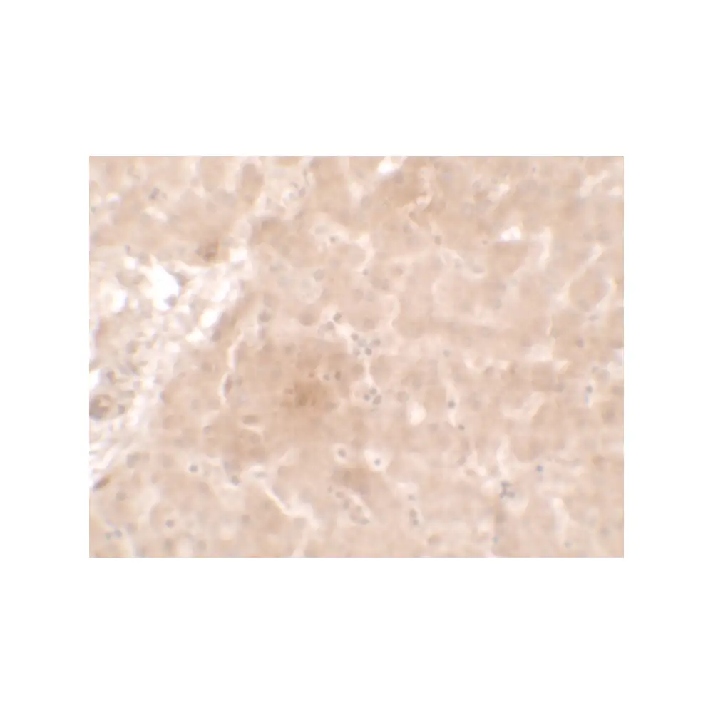ProSci 7333 APO-E Antibody, ProSci, 0.1 mg/Unit Secondary Image