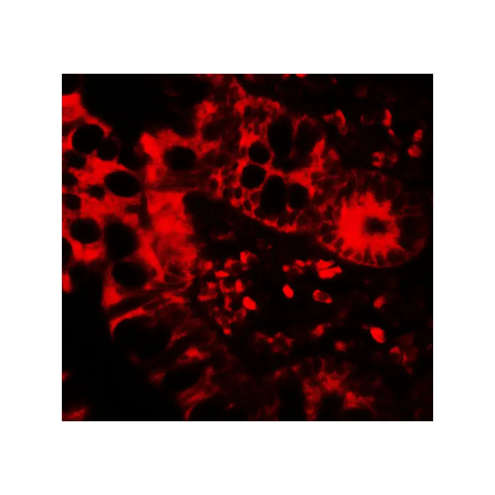 ProSci 7725 APOBEC3B Antibody, ProSci, 0.1 mg/Unit Tertiary Image