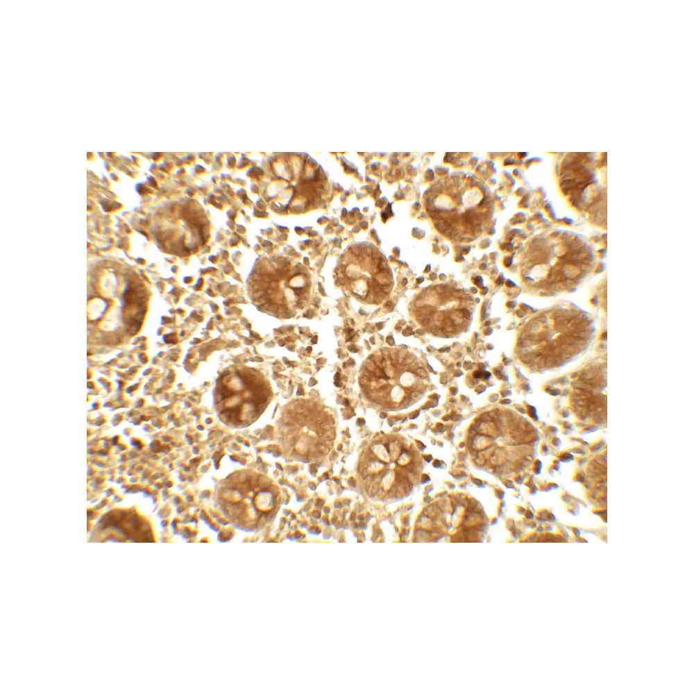 ProSci 7725 APOBEC3B Antibody, ProSci, 0.1 mg/Unit Secondary Image