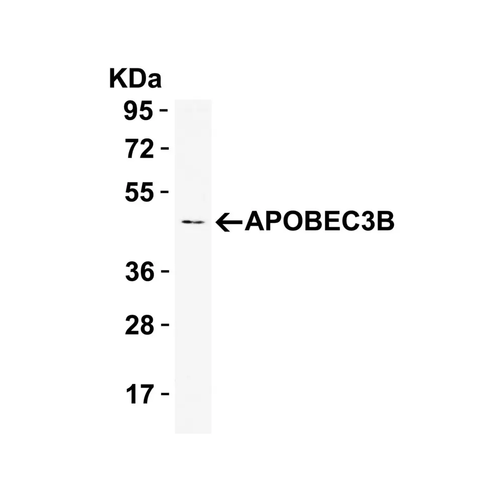 ProSci 7725 APOBEC3B Antibody, ProSci, 0.1 mg/Unit Primary Image