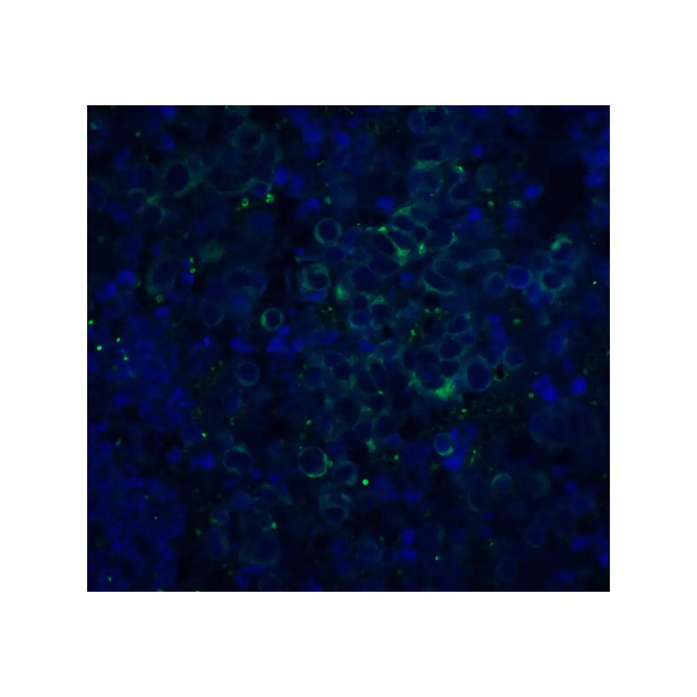 ProSci 2133_S APP Antibody, ProSci, 0.02 mg/Unit Quaternary Image