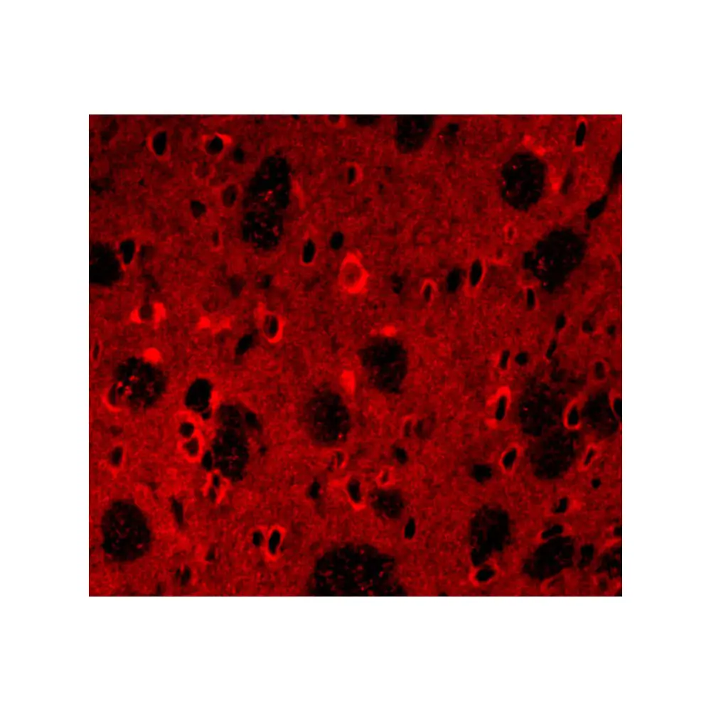 ProSci 2136_S APP Antibody, ProSci, 0.02 mg/Unit Tertiary Image