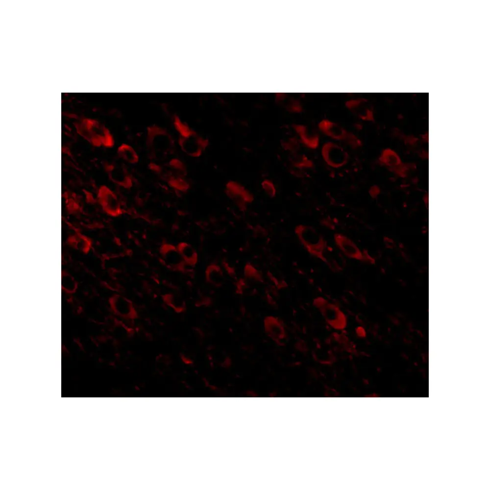 ProSci 5129_S APP Antibody, ProSci, 0.02 mg/Unit Tertiary Image