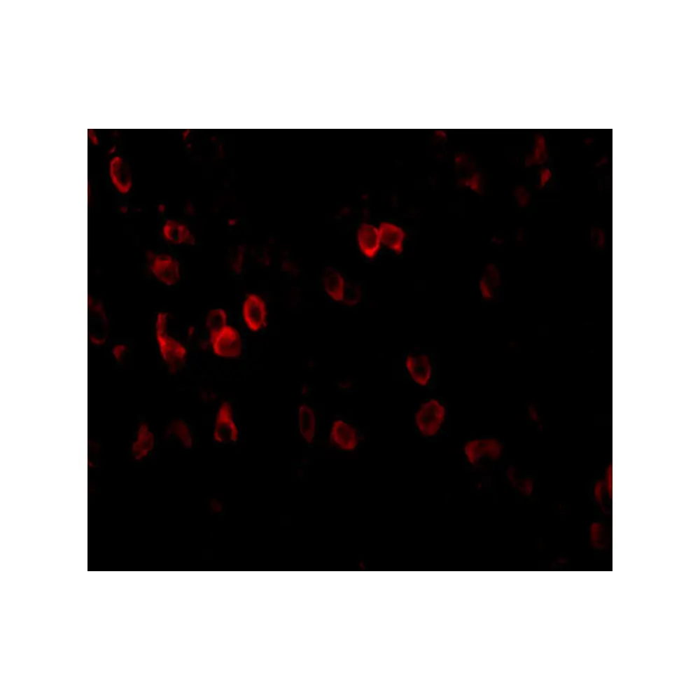 ProSci 5143_S APP Antibody, ProSci, 0.02 mg/Unit Tertiary Image