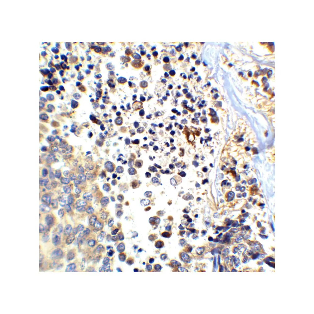 ProSci 2133_S APP Antibody, ProSci, 0.02 mg/Unit Tertiary Image