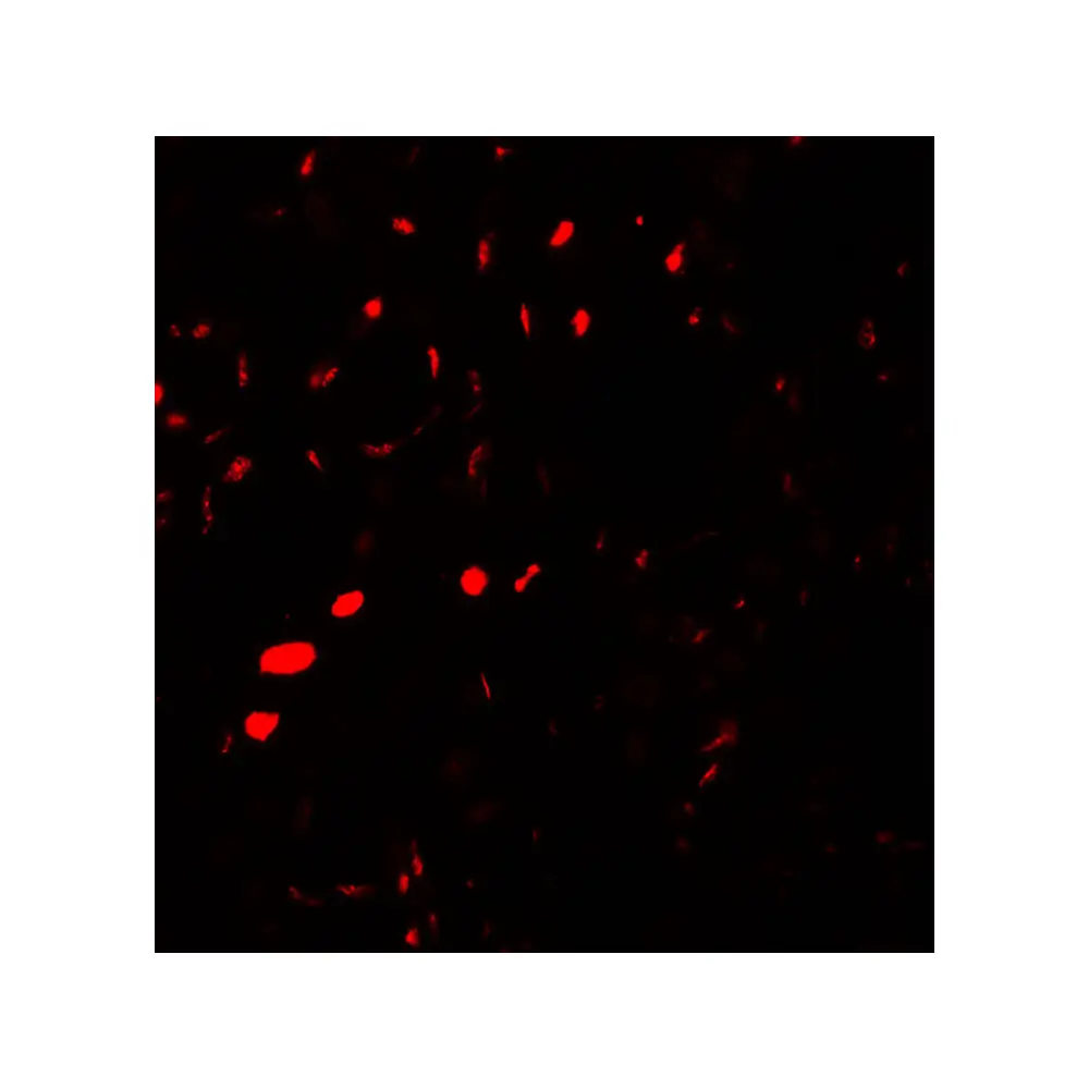 ProSci 7621 AQP2 Antibody, ProSci, 0.1 mg/Unit Tertiary Image