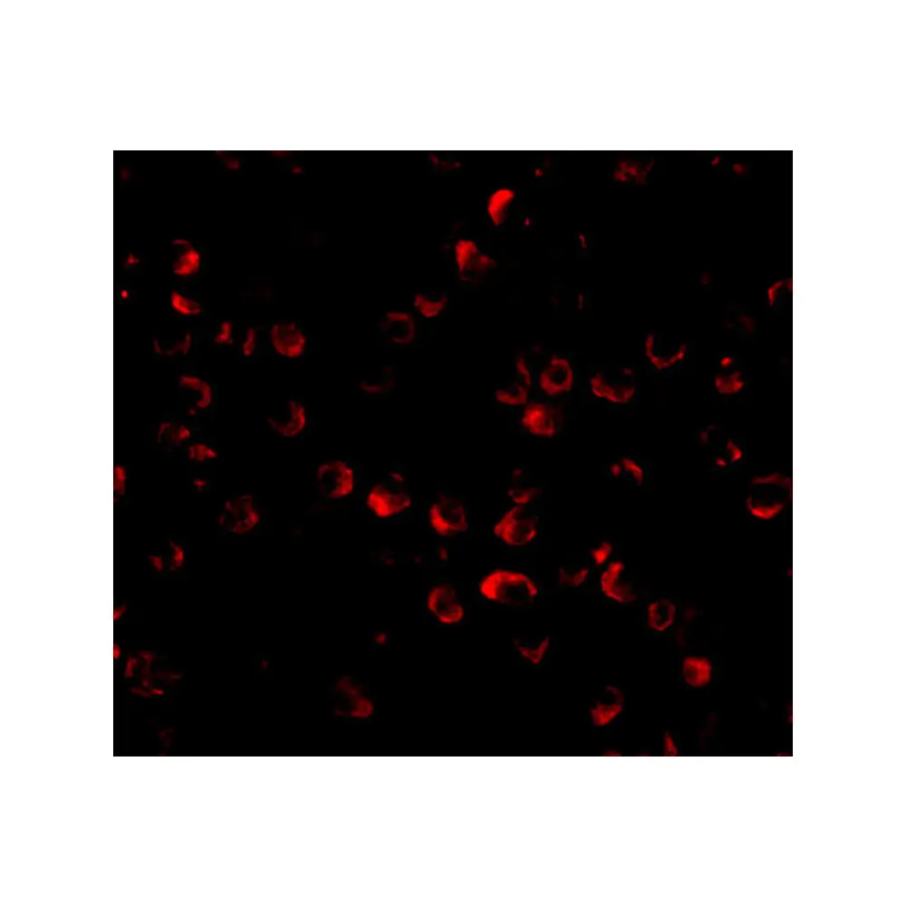 ProSci 4213_S ARF-BP1 Antibody, ProSci, 0.02 mg/Unit Tertiary Image