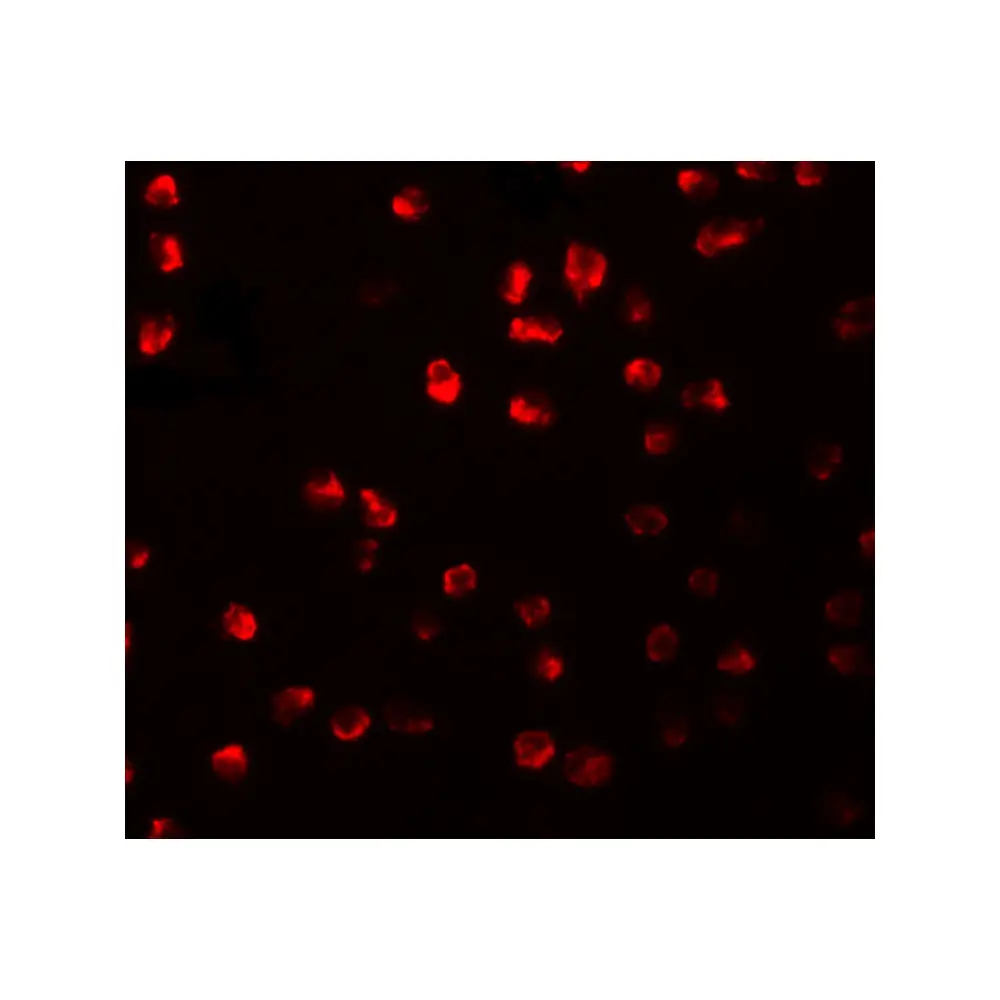 ProSci 5589_S ARHGAP18 Antibody, ProSci, 0.02 mg/Unit Tertiary Image