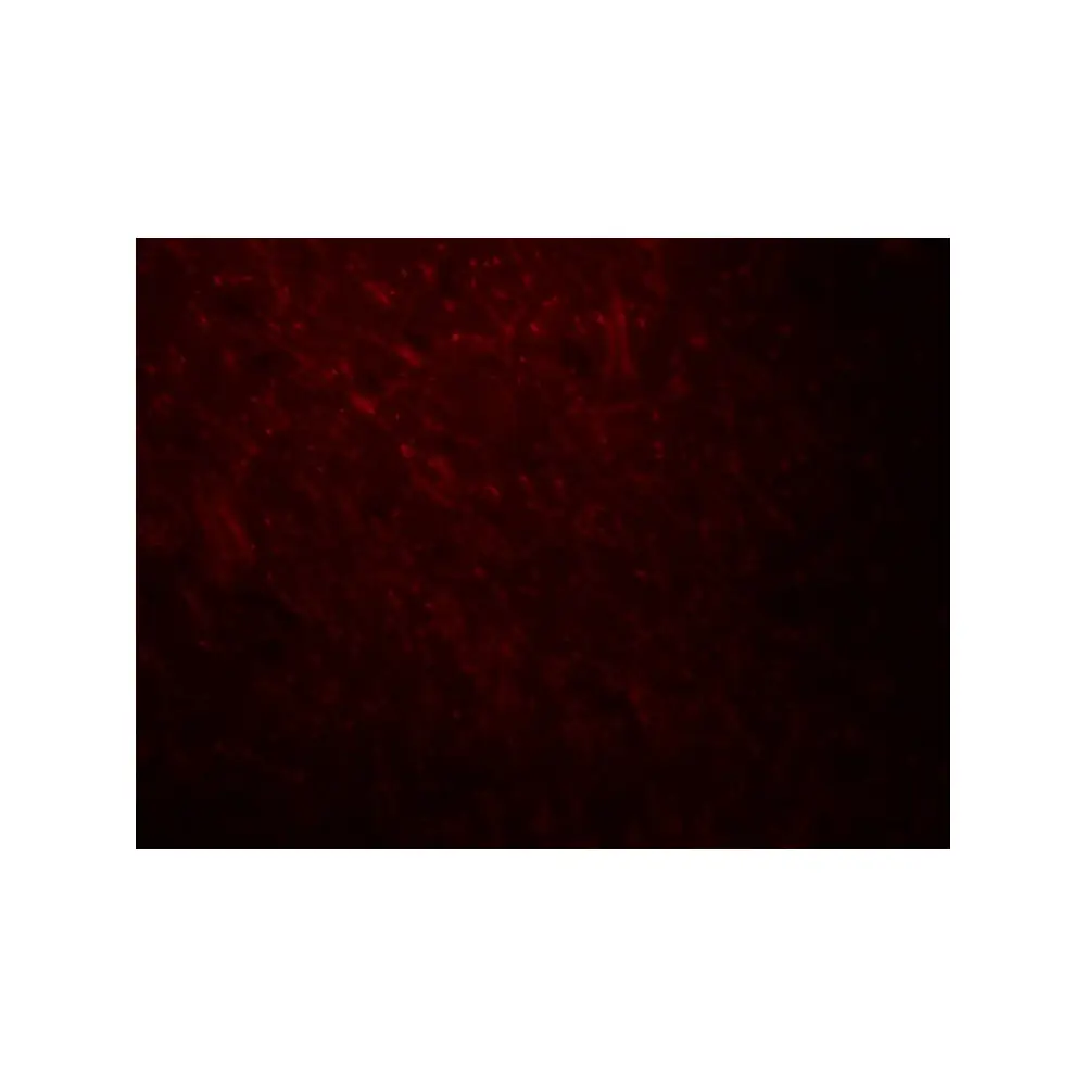 ProSci 8173 ARID1A Antibody, ProSci, 0.1 mg/Unit Tertiary Image