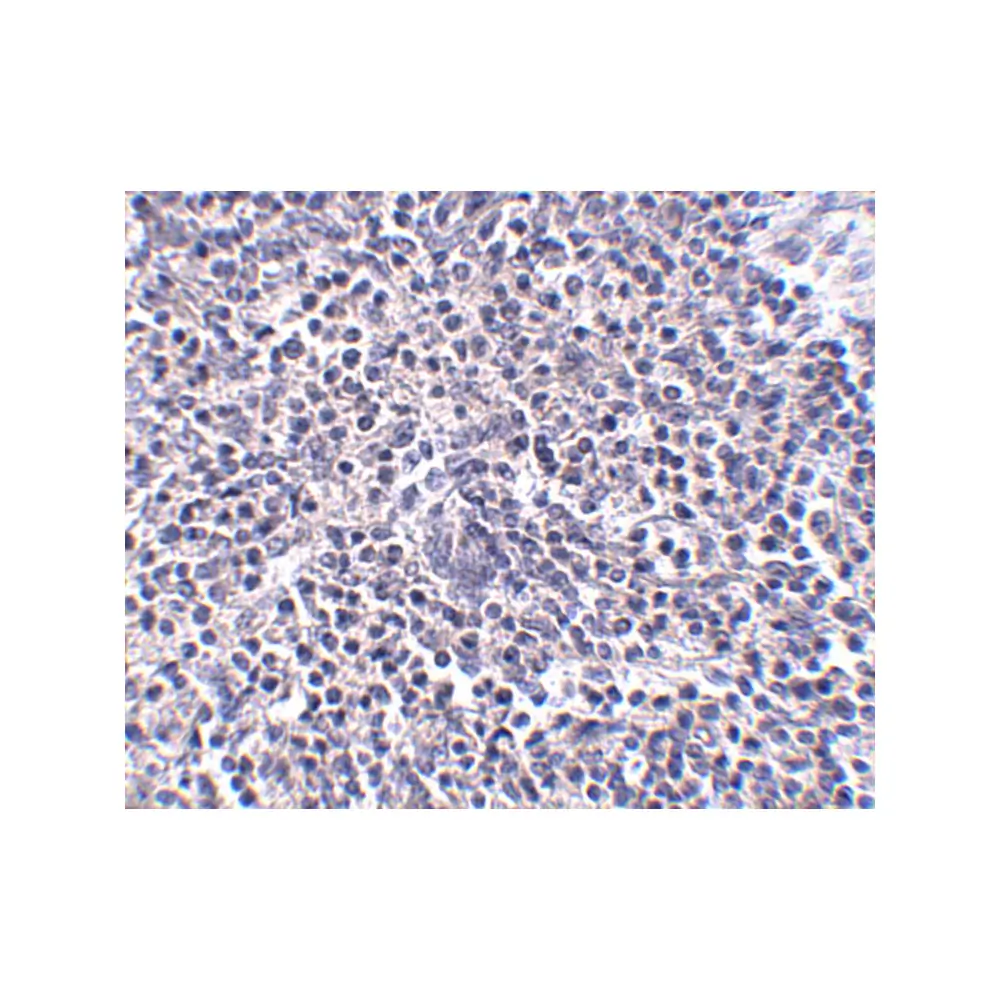 ProSci 5263 ARL15 Antibody, ProSci, 0.1 mg/Unit Secondary Image