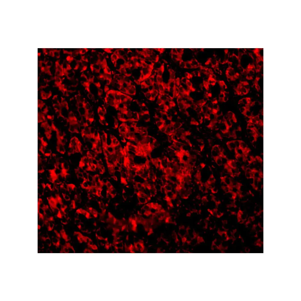 ProSci 3305 ARMER Antibody, ProSci, 0.1 mg/Unit Tertiary Image
