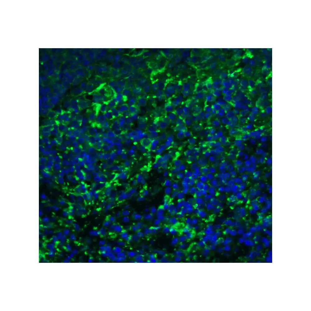 ProSci 7643 ARR3 Antibody, ProSci, 0.1 mg/Unit Tertiary Image