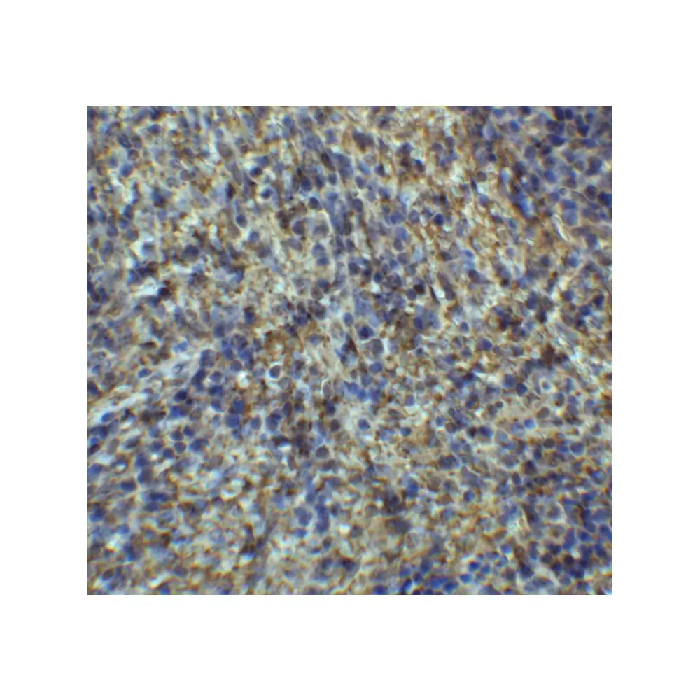 ProSci 7643 ARR3 Antibody, ProSci, 0.1 mg/Unit Secondary Image