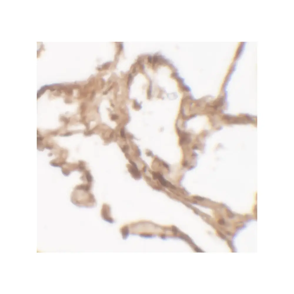 ProSci 7465_S ARSB Antibody , ProSci, 0.02 mg/Unit Secondary Image